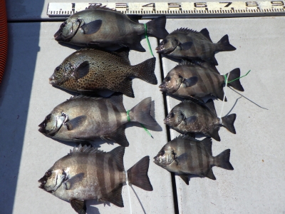 磯部釣船 直栄丸 釣果