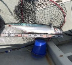 さぶろう丸 釣果