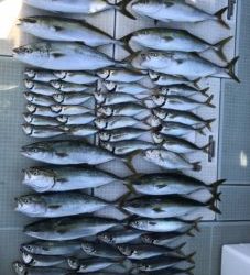 さぶろう丸 釣果