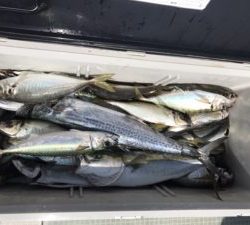 さぶろう丸 釣果