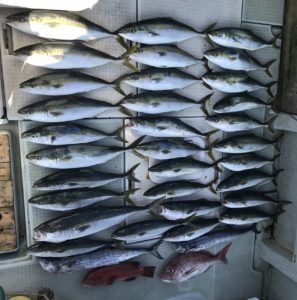 さぶろう丸 釣果