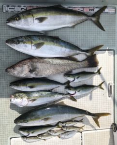 さぶろう丸 釣果