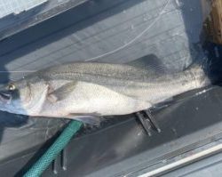 さぶろう丸 釣果