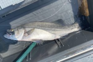 さぶろう丸 釣果