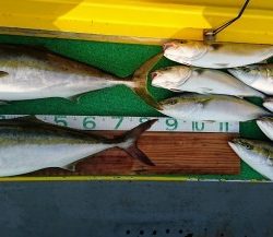 火遠理丸(ほおりまる) 釣果