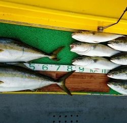 火遠理丸(ほおりまる) 釣果