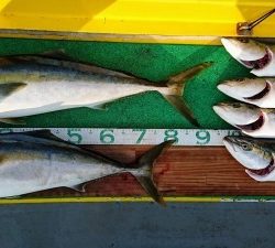 火遠理丸(ほおりまる) 釣果