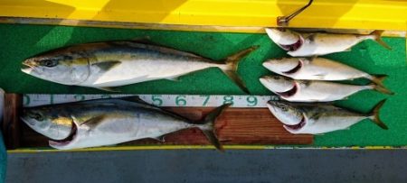 火遠理丸(ほおりまる) 釣果