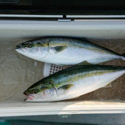 火遠理丸(ほおりまる) 釣果