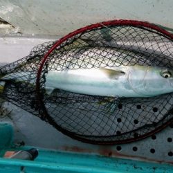 火遠理丸(ほおりまる) 釣果