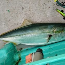 火遠理丸(ほおりまる) 釣果