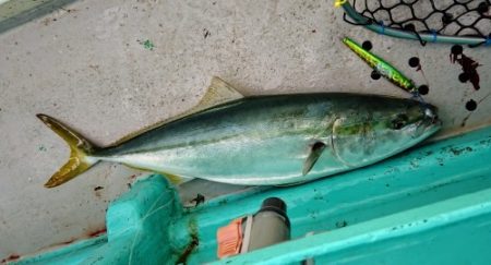 火遠理丸(ほおりまる) 釣果