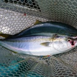 火遠理丸(ほおりまる) 釣果