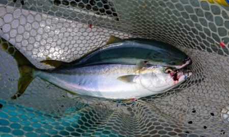 火遠理丸(ほおりまる) 釣果