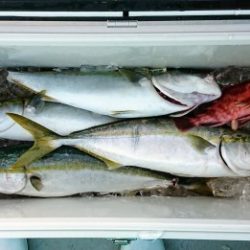 火遠理丸(ほおりまる) 釣果