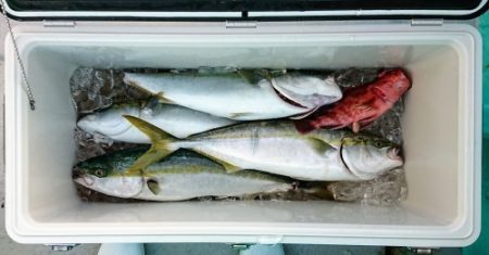 火遠理丸(ほおりまる) 釣果