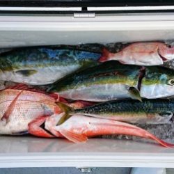 火遠理丸(ほおりまる) 釣果