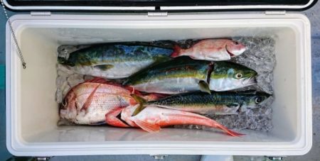 火遠理丸(ほおりまる) 釣果