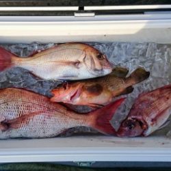 火遠理丸(ほおりまる) 釣果