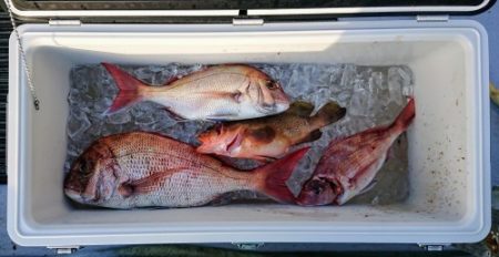 火遠理丸（ほおりまる） 釣果