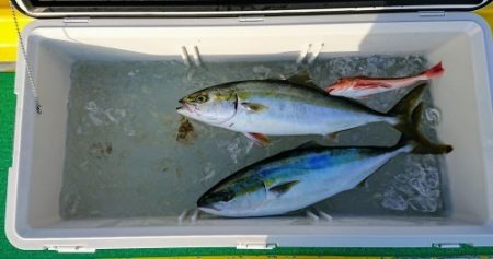火遠理丸(ほおりまる) 釣果