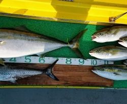 火遠理丸(ほおりまる) 釣果