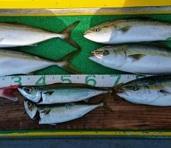 火遠理丸(ほおりまる) 釣果