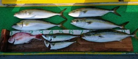 火遠理丸(ほおりまる) 釣果