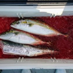 火遠理丸(ほおりまる) 釣果