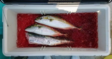 火遠理丸(ほおりまる) 釣果