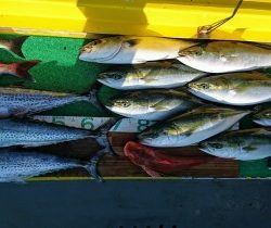 火遠理丸(ほおりまる) 釣果