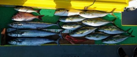 火遠理丸（ほおりまる） 釣果