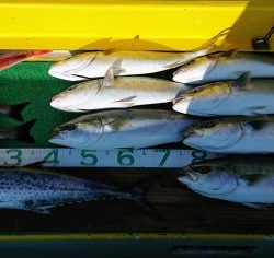 火遠理丸(ほおりまる) 釣果