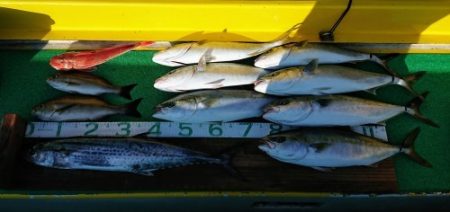 火遠理丸(ほおりまる) 釣果