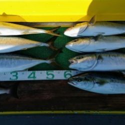 火遠理丸(ほおりまる) 釣果