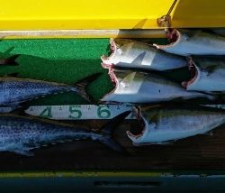 火遠理丸(ほおりまる) 釣果