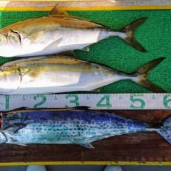 火遠理丸(ほおりまる) 釣果