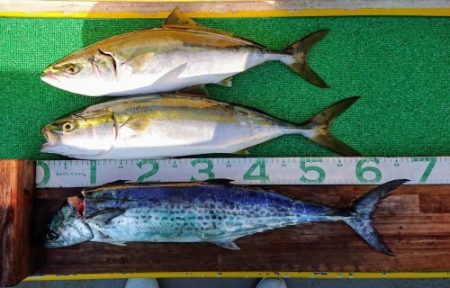 火遠理丸(ほおりまる) 釣果