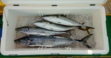 火遠理丸（ほおりまる） 釣果