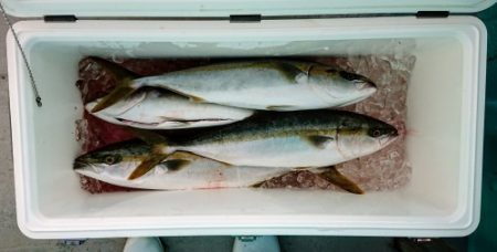 火遠理丸（ほおりまる） 釣果