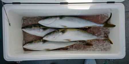 火遠理丸（ほおりまる） 釣果