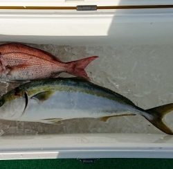 火遠理丸（ほおりまる） 釣果