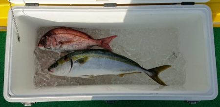 火遠理丸（ほおりまる） 釣果