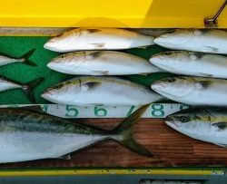 火遠理丸(ほおりまる) 釣果