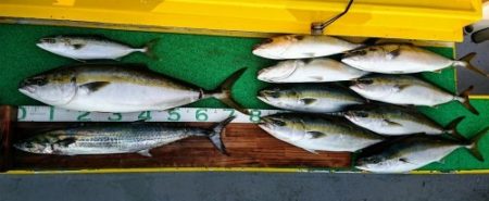 火遠理丸(ほおりまる) 釣果