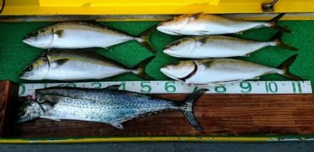 火遠理丸(ほおりまる) 釣果