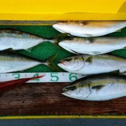 火遠理丸(ほおりまる) 釣果