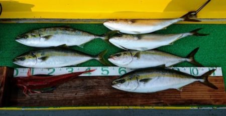 火遠理丸(ほおりまる) 釣果