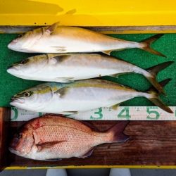 火遠理丸(ほおりまる) 釣果