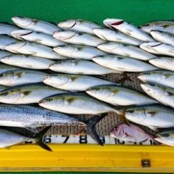 火遠理丸（ほおりまる） 釣果